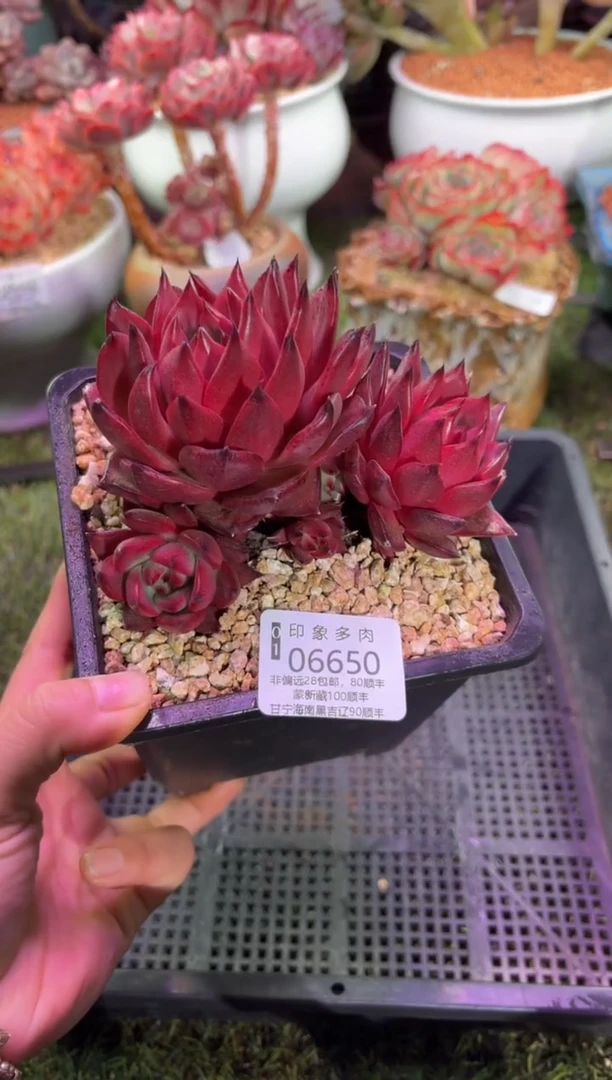 【闪购商品】06650