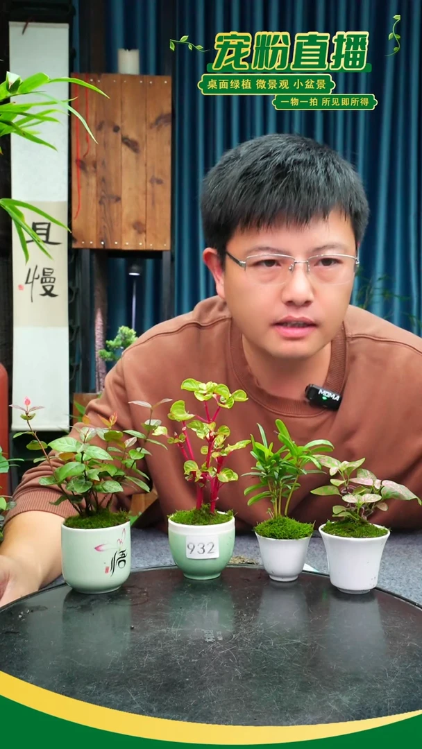 无花朵艾*朵苔藓微景观932号