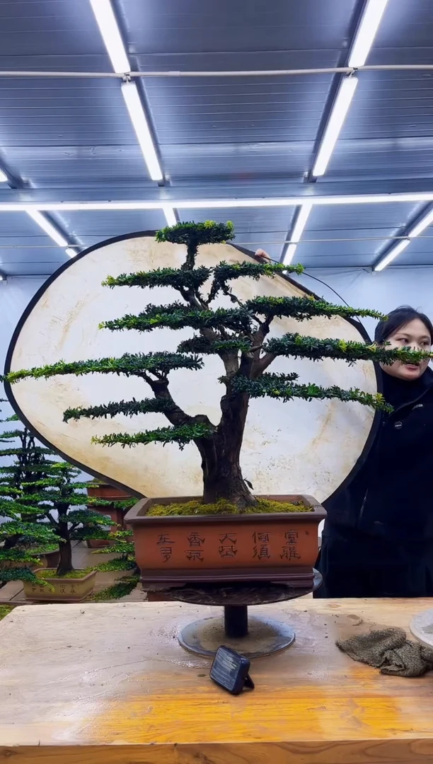 无花朵一物一拍·所见即所得