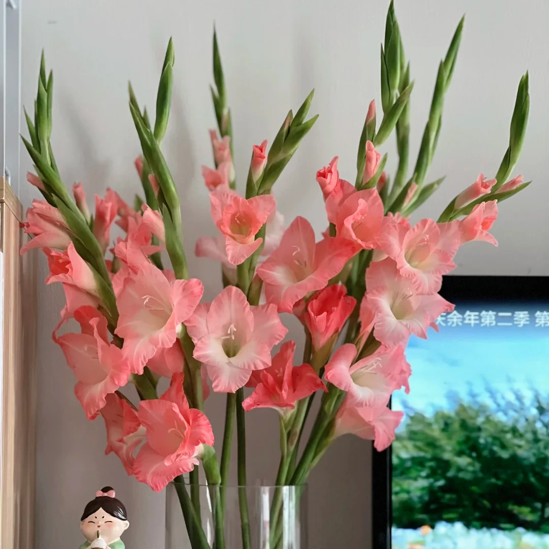 【粉色剑兰AK】10枝粉色剑兰 基地直发 | 全场任意满两单鲜花包邮