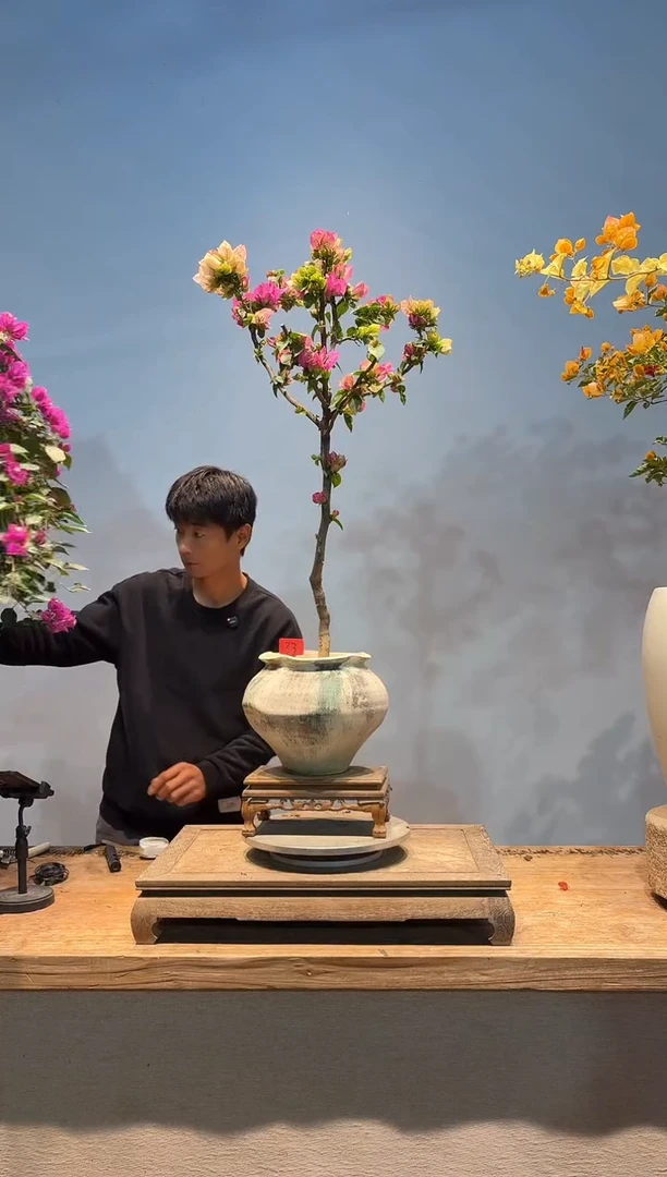 全部花朵妹三角梅33