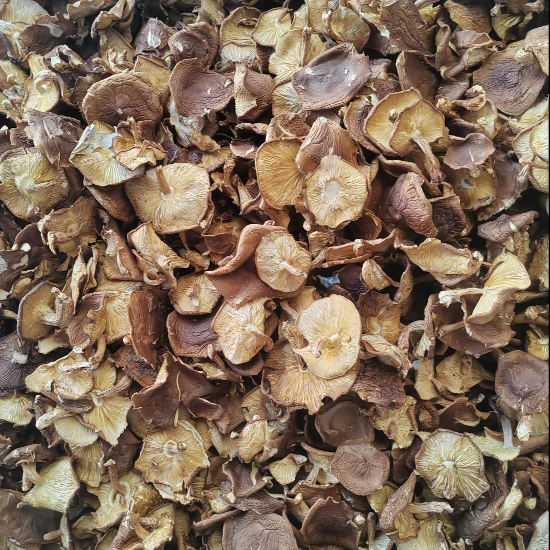 2025年新品贵州高山农家自种干马桑菌——