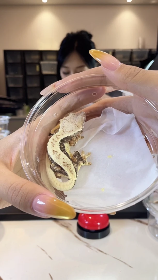 睫角守宫1109dd66