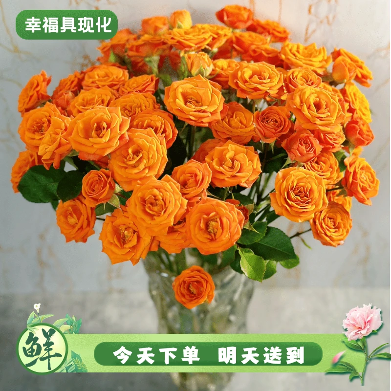 特价【次日达·橙芭比】鲜花橙色芭比5枝多头玫瑰鲜切花生活鲜花·基地直发·批发·全场京东包邮次日达