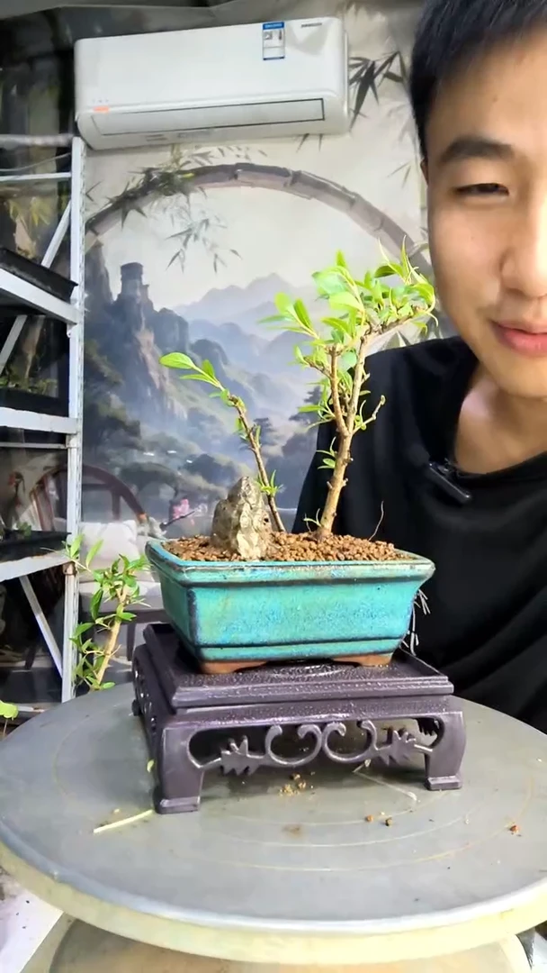 阿**鳖中青园艺一物一拍177