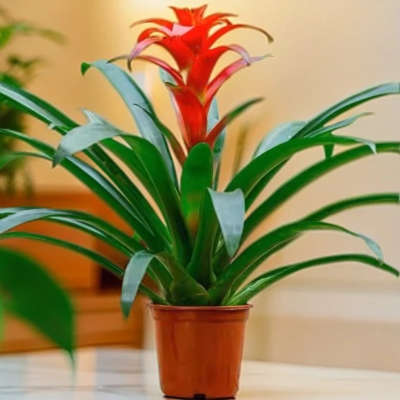 鸿运当头盆栽JJ送菱形盆室内客厅办公室家用净化空气花卉盆栽