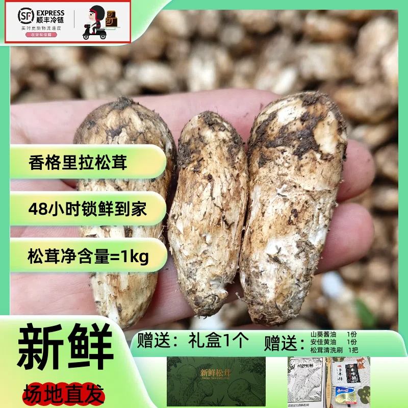 王赛专属【松茸3-4厘米子弹头】香格里拉新鲜松茸精选顺丰空运包邮