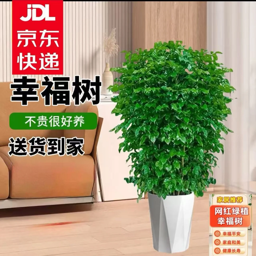 【京东上门】1-1.1米丛生幸福树绿宝树室内客厅绿植净化空气好养活