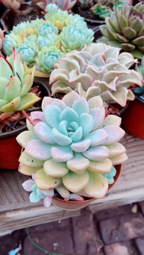 25164多肉植物一物一拍