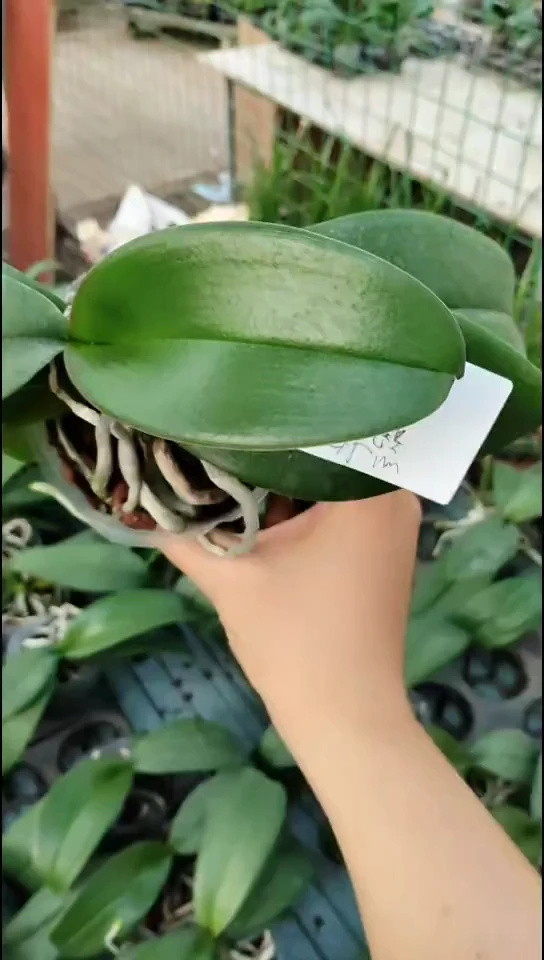 完全开放长寿花 随单闪购