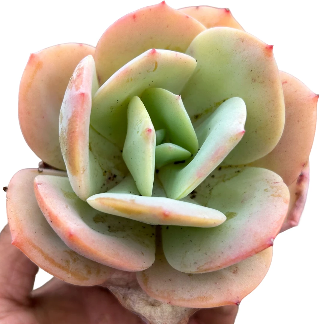 小老桩白凤带土 多肉植物室内绿植净化空气