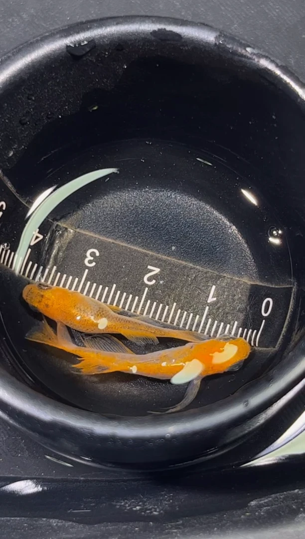 青鳉鱼观背青鳉一物一拍29