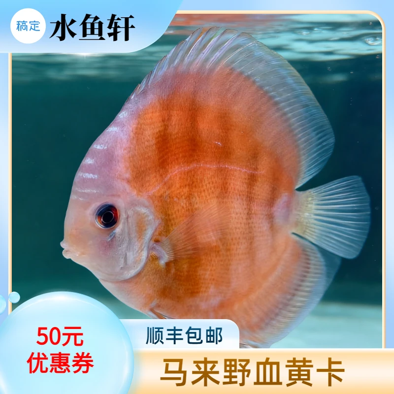 七彩鱼 野彩 马来野血黄卡 活体中大型热带观赏鱼可混养淡水鱼