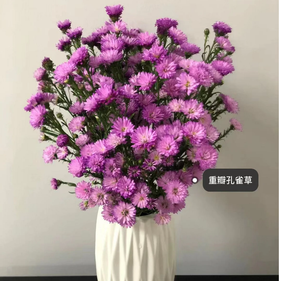 【一品花集】紫色【孔雀草】花期长开放度好