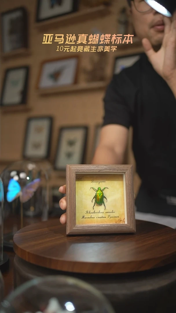 有机玻璃绿萝花金龟未展翅四寸方框