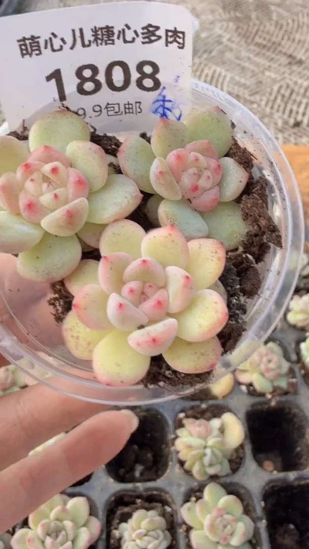 1808 秃子单双混 量拍多肉植物.9.9包邮
