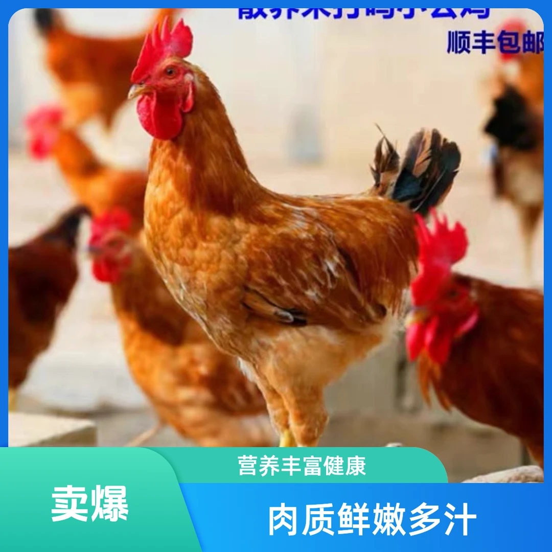 【老徐心肝】农家散养散放童子鸡营养丰富汤鲜味美顺丰包邮