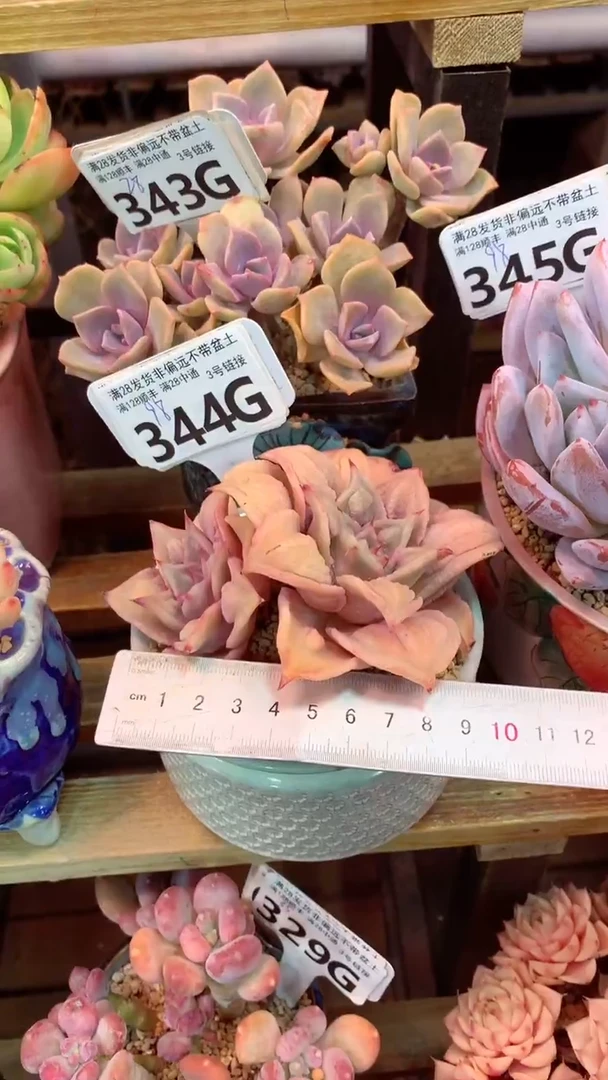 344G(一物一拍实付满28发货，默认不带盆土）