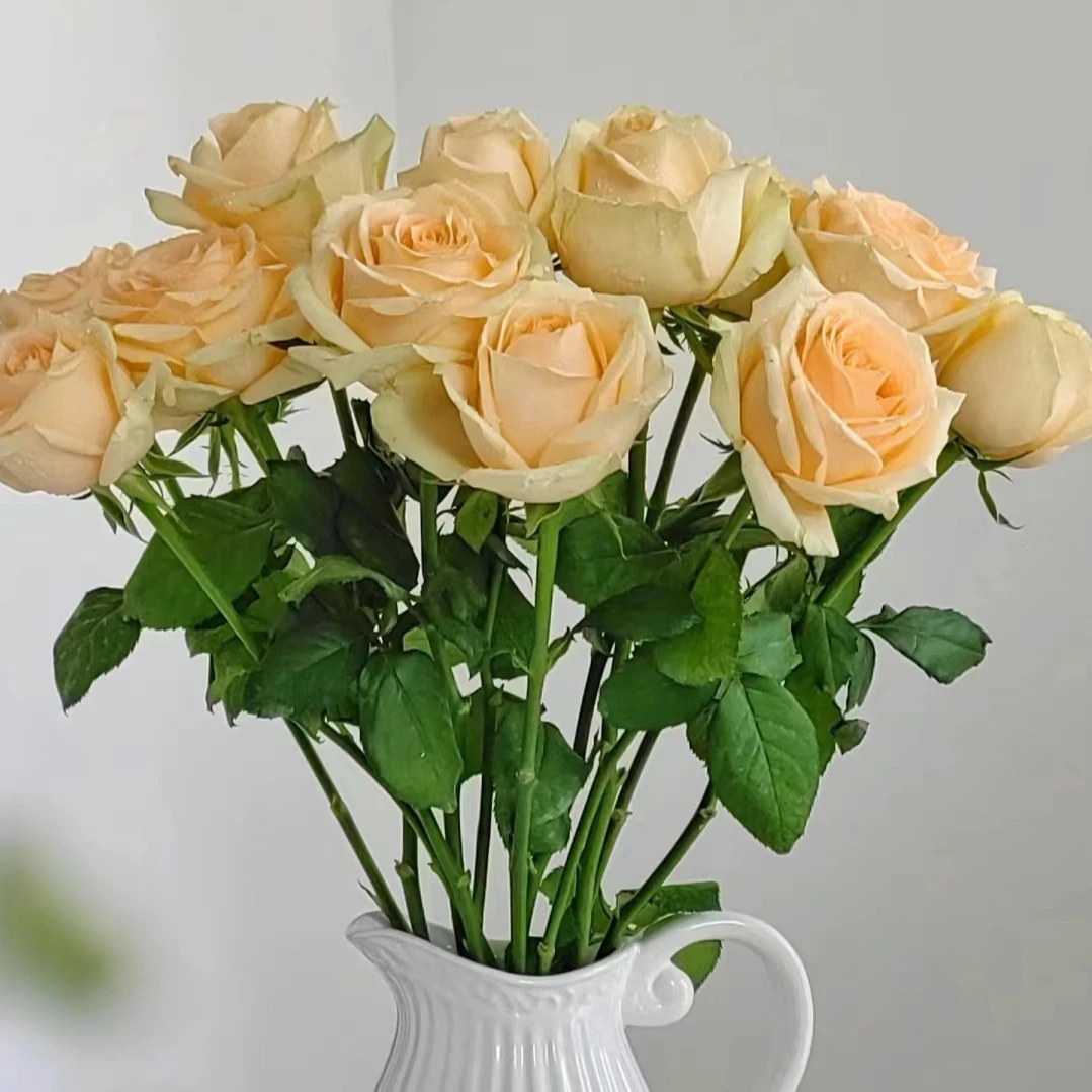 【香槟】单头玫瑰（全场同一地址两单顺丰冷链包邮噢~）