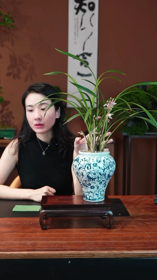 无花朵晚霞盆景盆景盆景