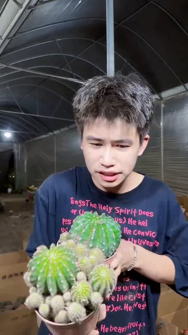 3颗 实生根 席克氏彩草 7-10cm