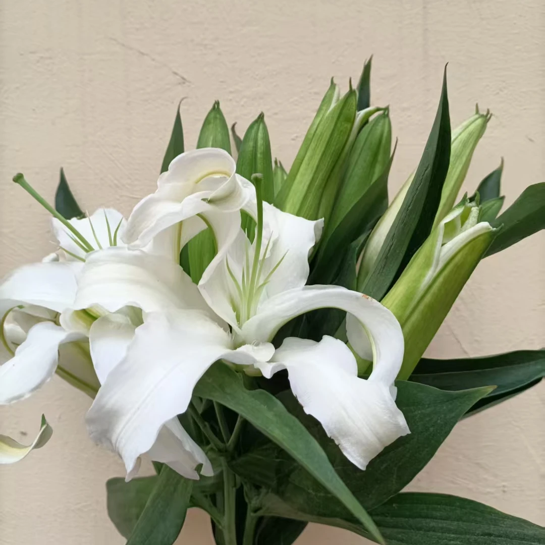 昆明直达5枝多头白色香水百合20-22朵花苞