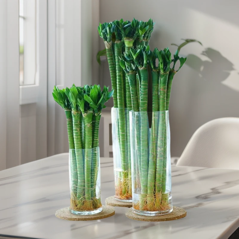 带根龙竹文昌竹观音竹荷花竹发财转运竹富贵竹植物水养客厅绿植