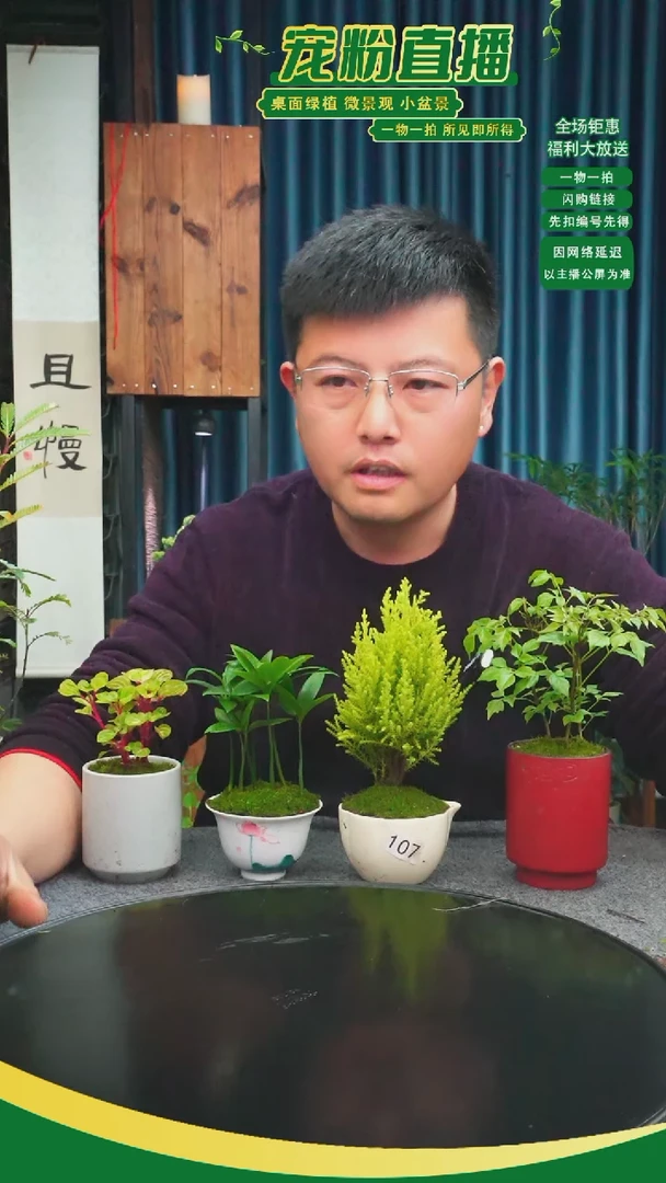 无花朵青****?苔藓微景观107号