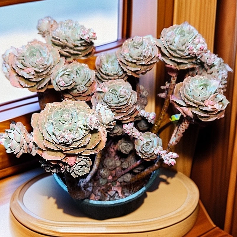 71多肉（克罗地亚玫瑰）直播间展示 多肉植物产地