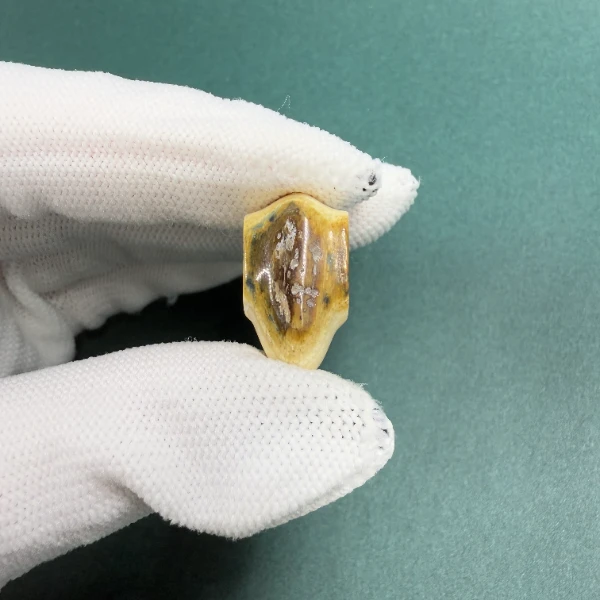 H5451天然猛犸牙 蓝眼 鲨鱼背三通 支持鉴定 假一罚四