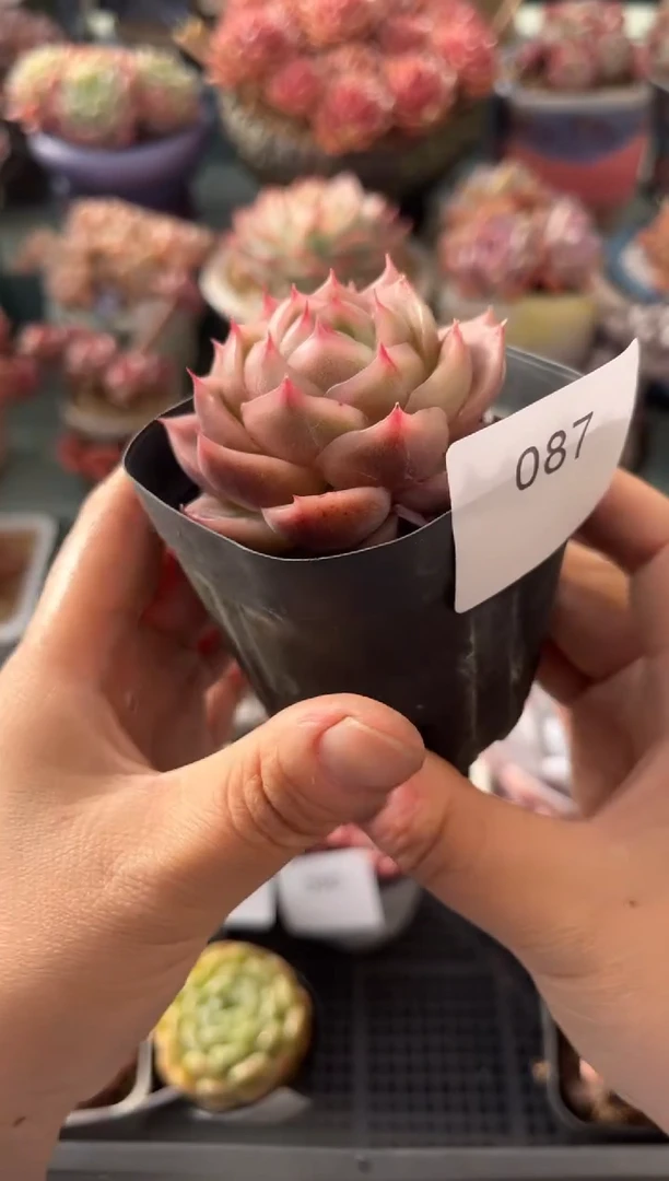 087单头个体多肉