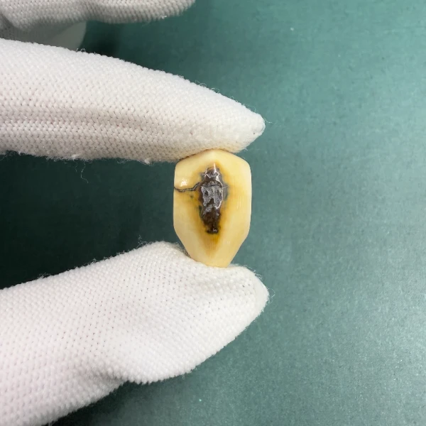 H5712天然猛犸牙鲨鱼背蓝眼三通配饰 支持鉴定 假一罚四