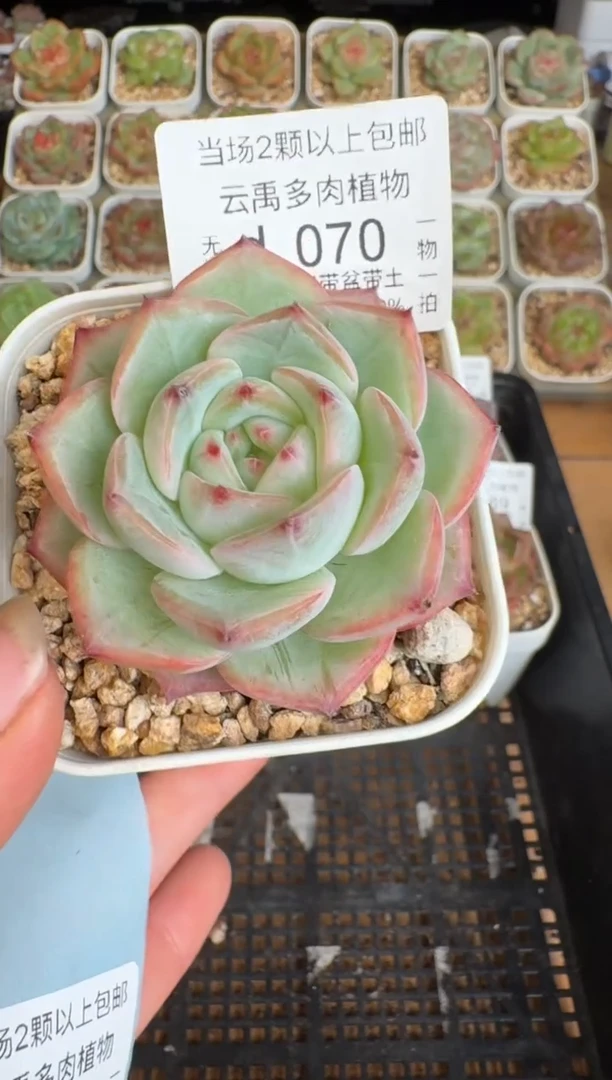 070d盆土发(6.5cm杯）一物一拍 珍妮多肉