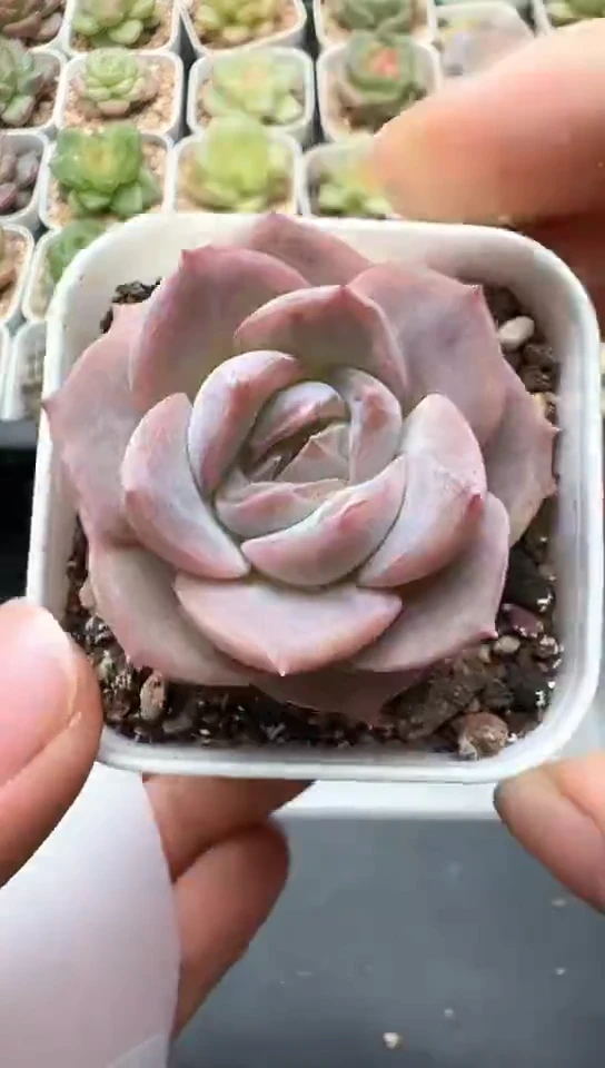 430F云禹多肉植物 默认脱土纸巾打包 3颗包邮