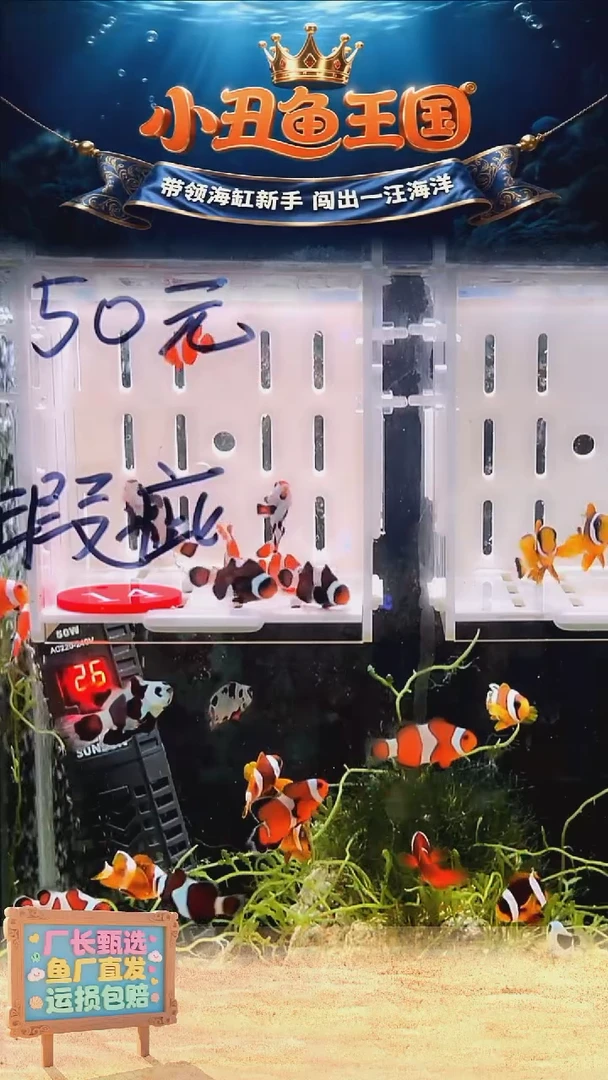 海水14号盒子瑕疵7只