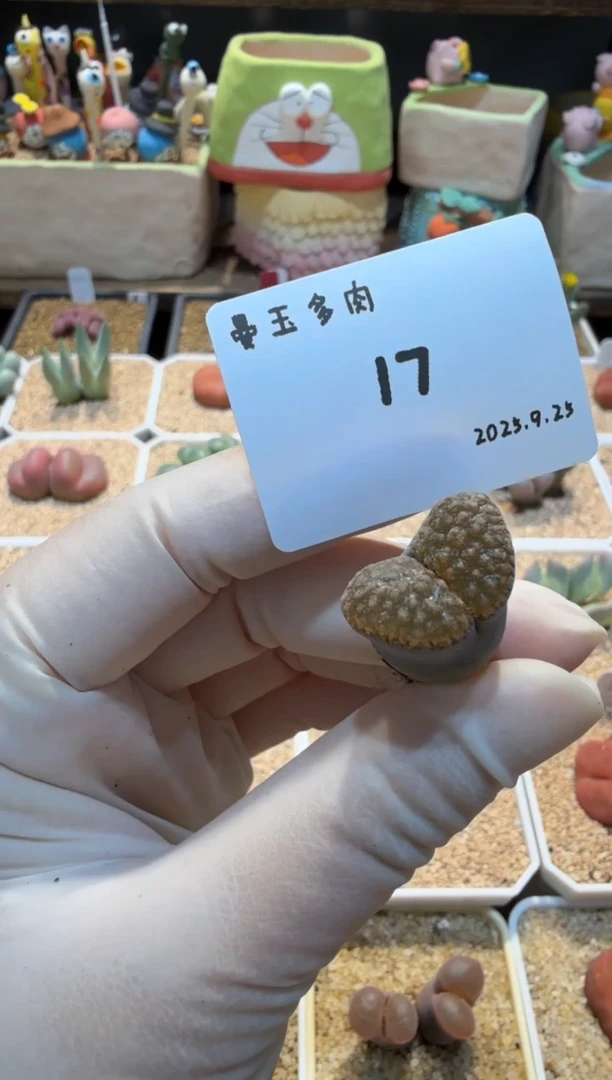 滴****嘭25.9.25-17多肉