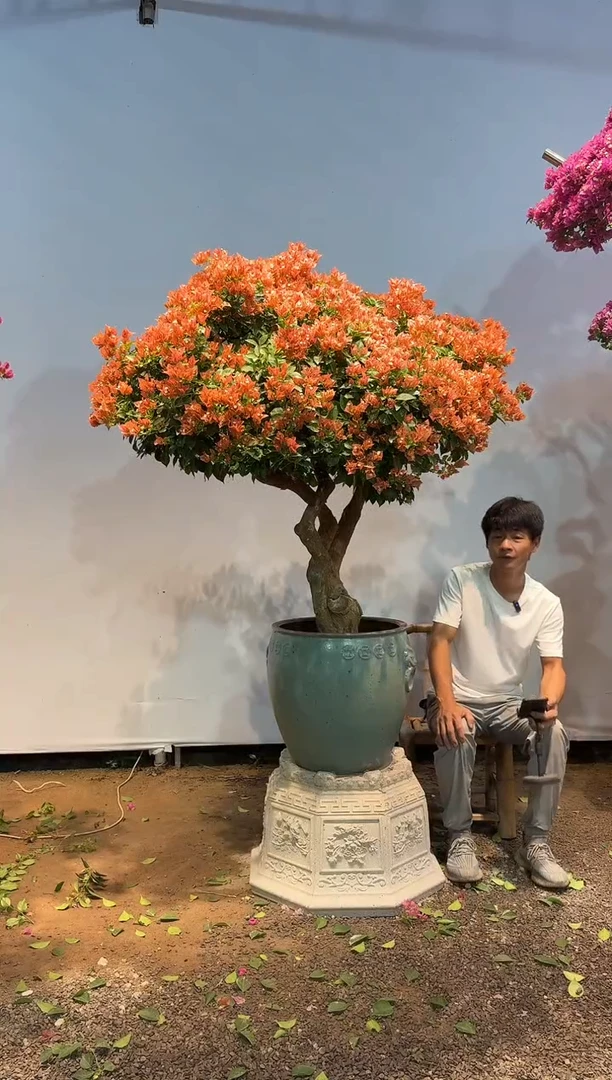 完全开放一*?三角梅专场一物一拍16