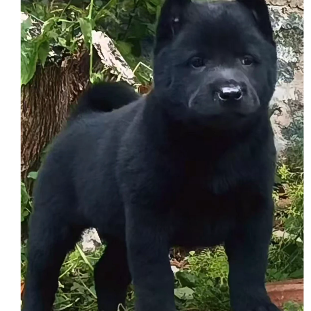 （中华田园犬）T小狗狗活体