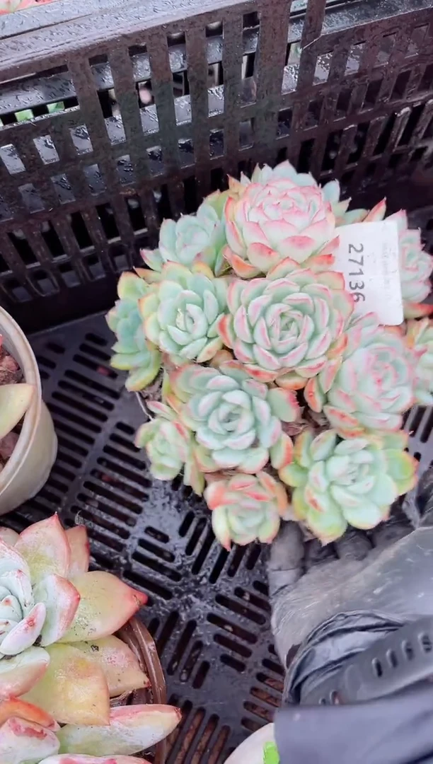 /****/多肉植物一物一拍27136