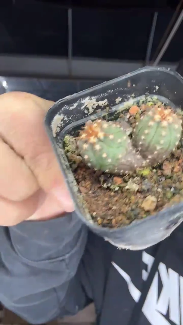 1-10号双头猫爪19.99