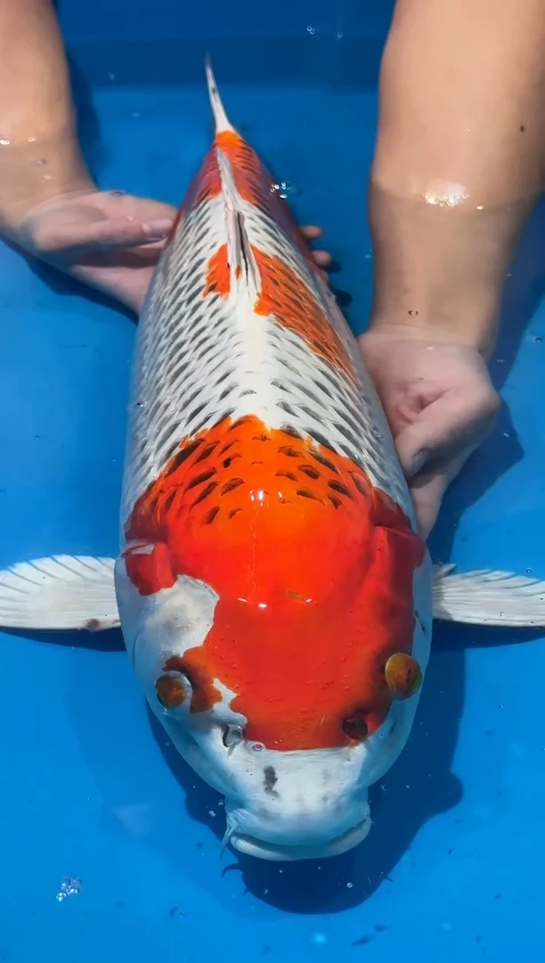 锦鲤佛山金隆锦鲤直播专用闪购链接，不支持7天无理由退货退款