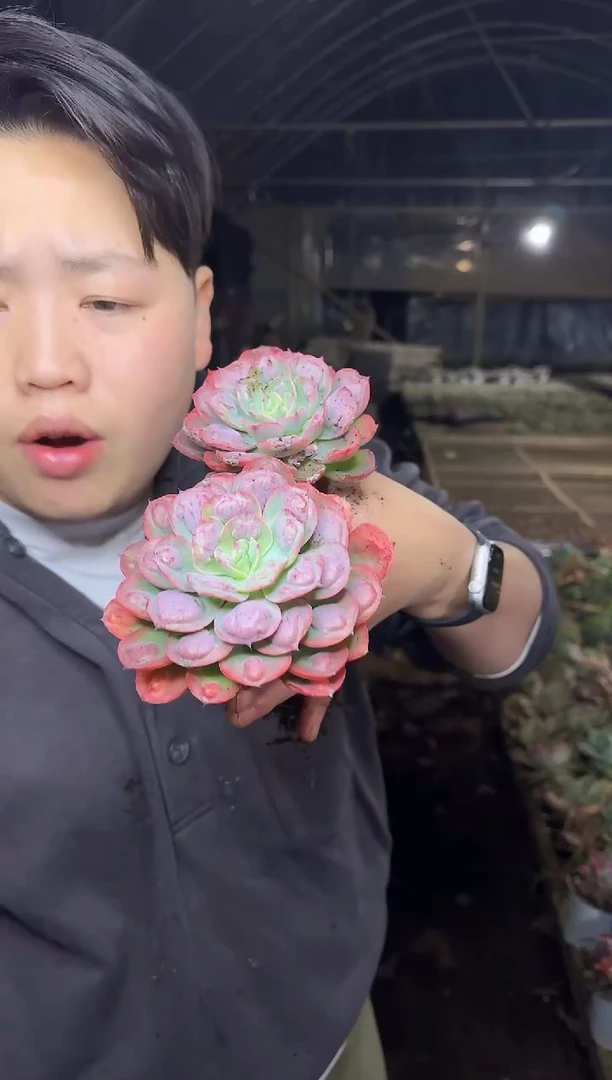 单头老桩雨滴2颗3.99