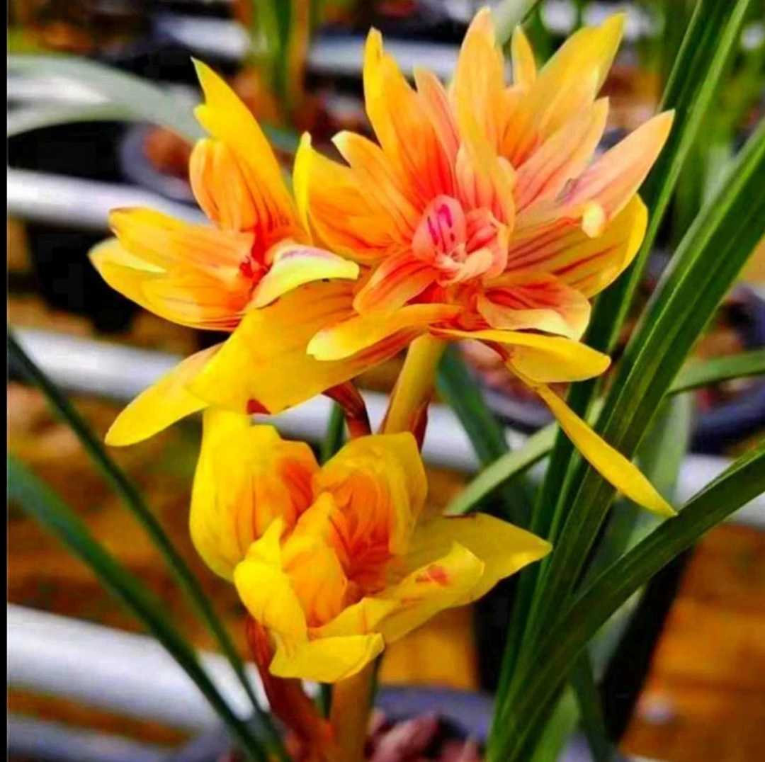 优兰精选——吉祥牡丹 黄金甲 春兰新品种绿植 花期10月-次年2月