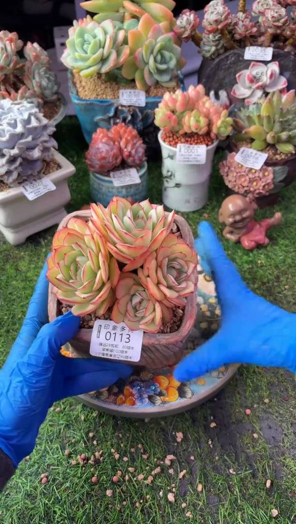 昆明印象多肉0113