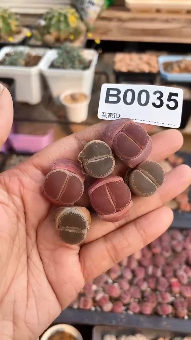 【闪购商品】0035直播一物一拍