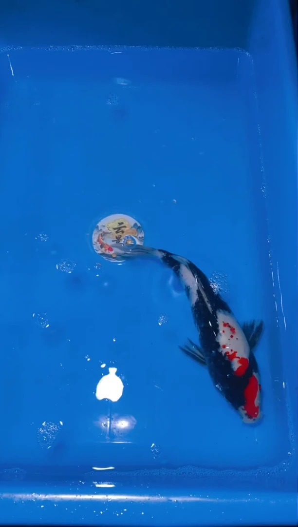 锦鲤云景锦鲤  狂