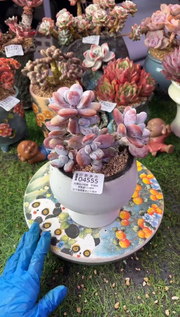 昆明印象多肉04555