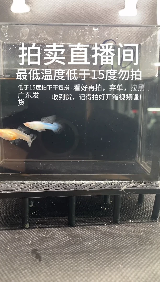 孔雀鱼熊猫白子 两条 最低温度低于15度不报损  编号  80