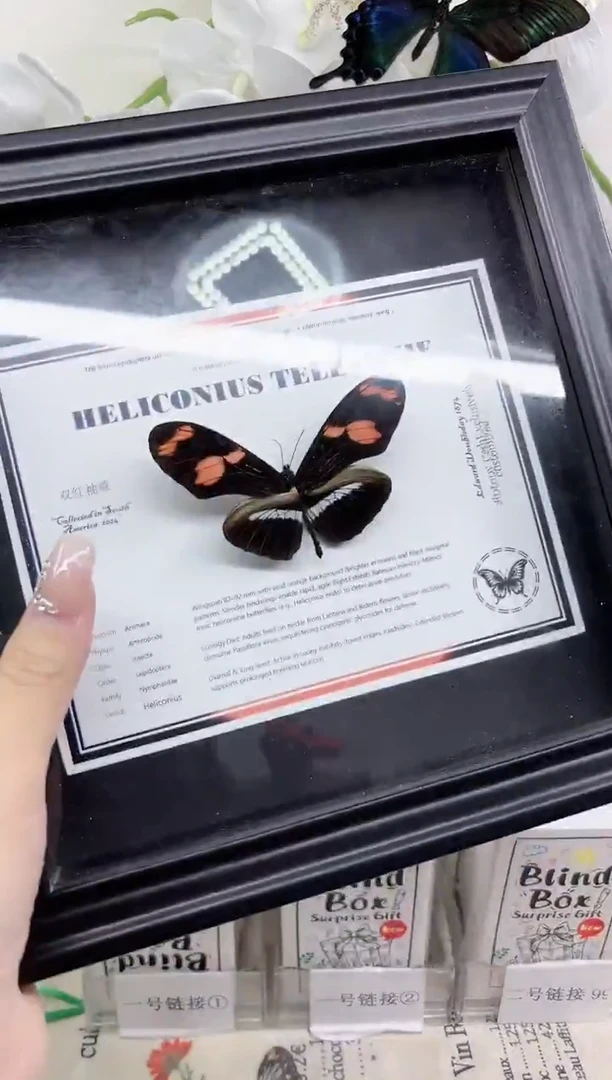 人造板竖款双红袖蝶相框标本