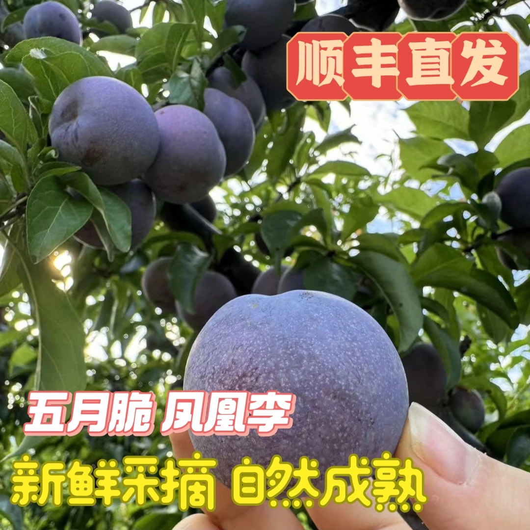德乡礼 ·四川李子五月脆李凤凰李新鲜现摘清脆爽甜可口（顺丰直发）